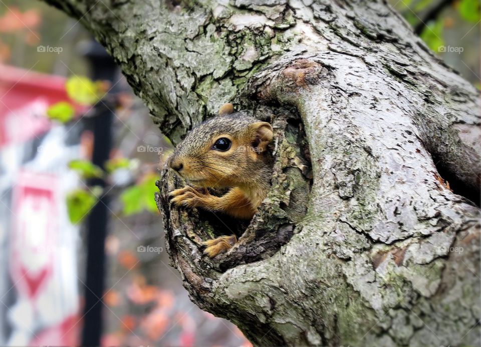 Squirrel at Home