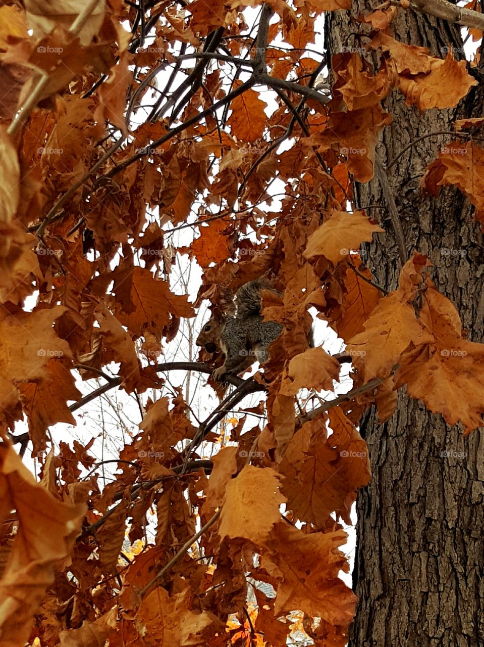 Camouflage Squirrel