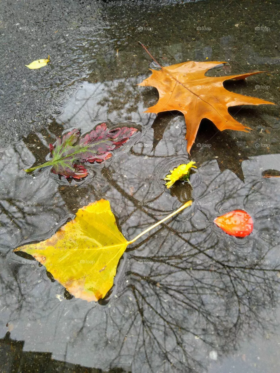 Colors in the rain