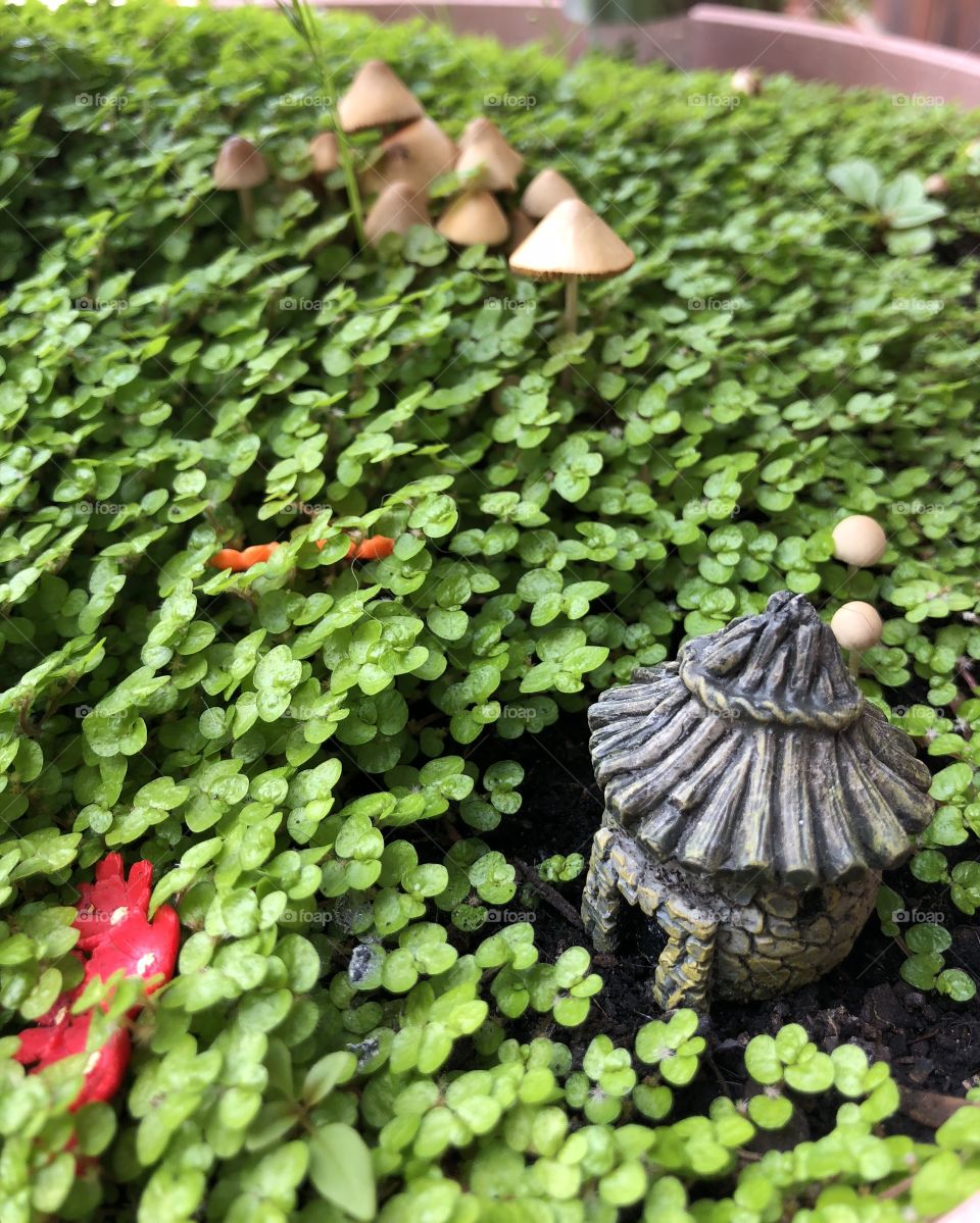 Close up of tiny fairy garden with toadstools & plants