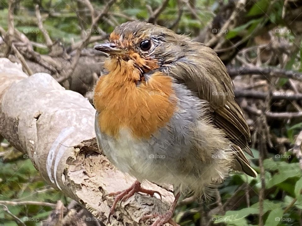 This most beautiful little robin followed me about 100 yards and perched on the bench l was sitting on. This was a most uplifting experience. The little robin was so tame, it was a magical moment, which occurred whilst walking the coast in Babbacombe