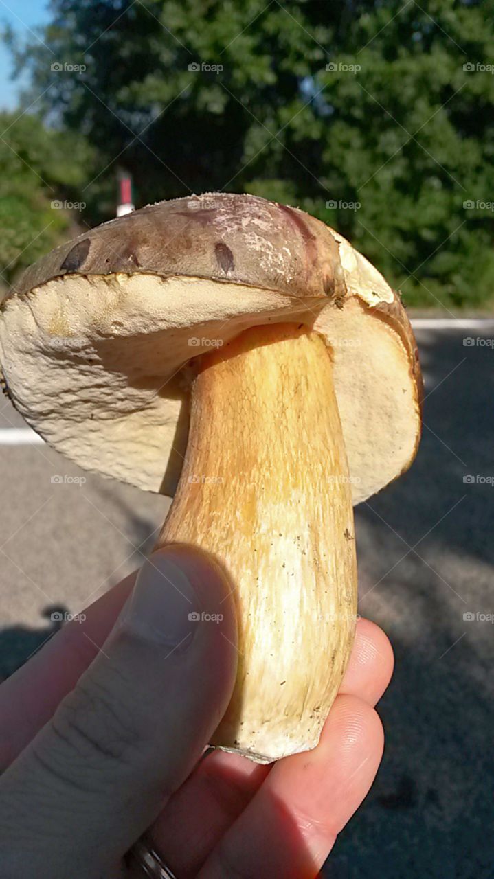 mushroom