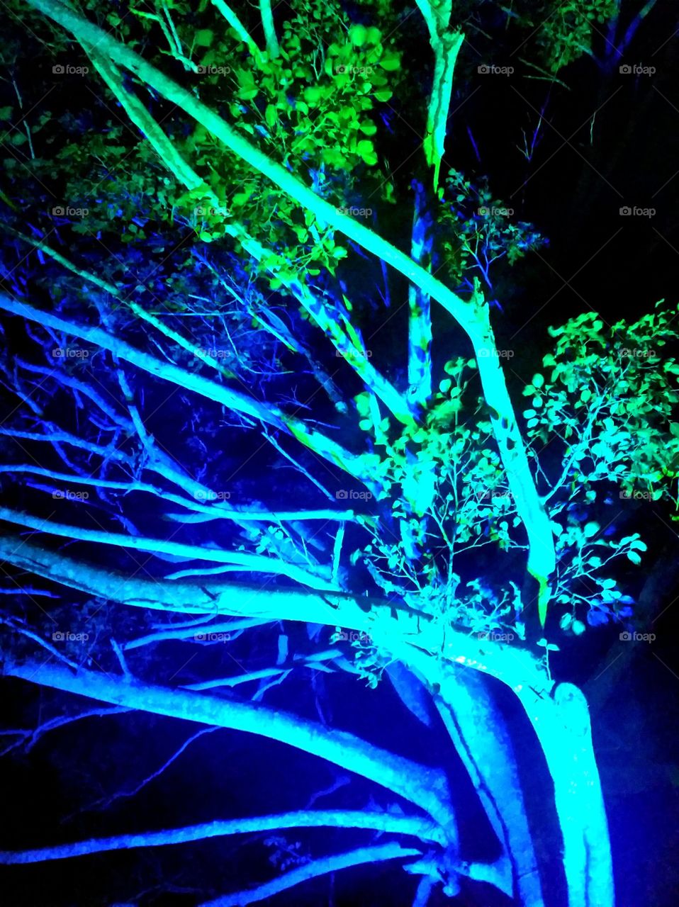 trees in blue and green lights