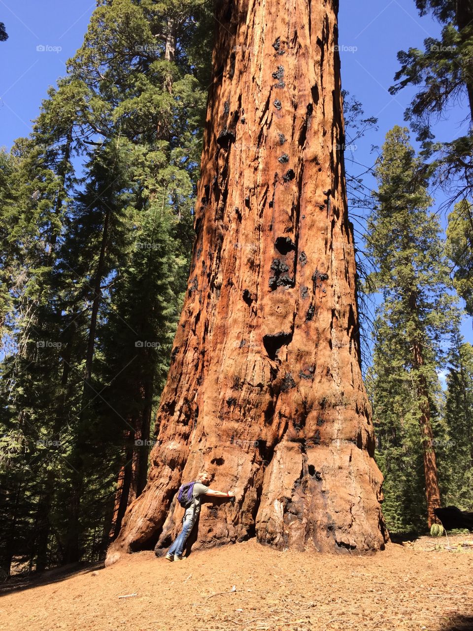 Sequoia. Biggest trees in the world 