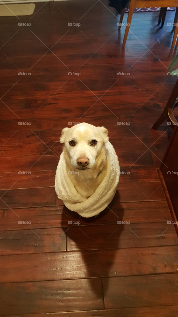 doggie wearing scarf