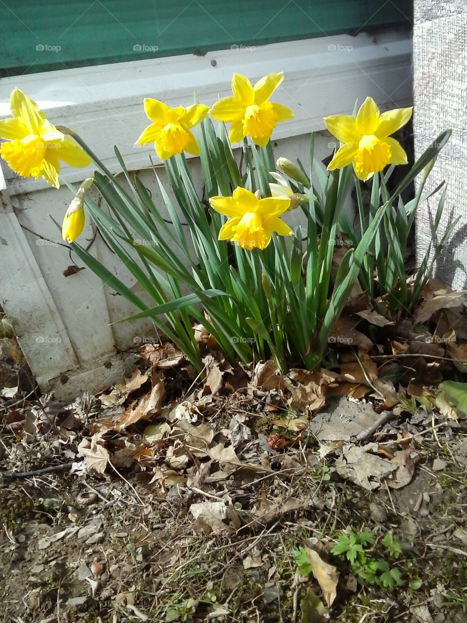 Yellow daffodils bloomed for s. I been waiting to see these daffodils grow in spring season's. I can only enjoy them outside since I am allergic to the