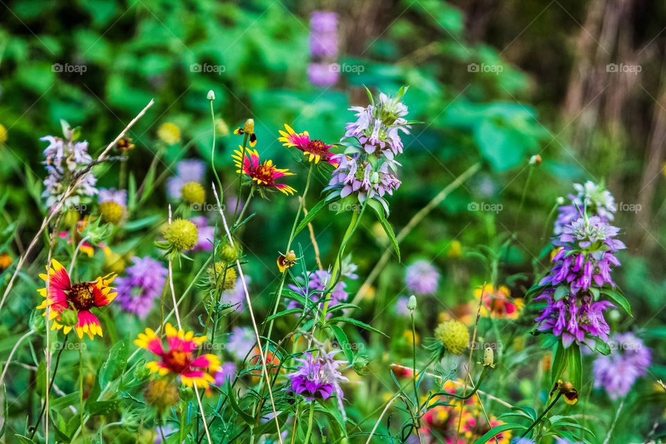 Flowers on the side of Texas roads. 