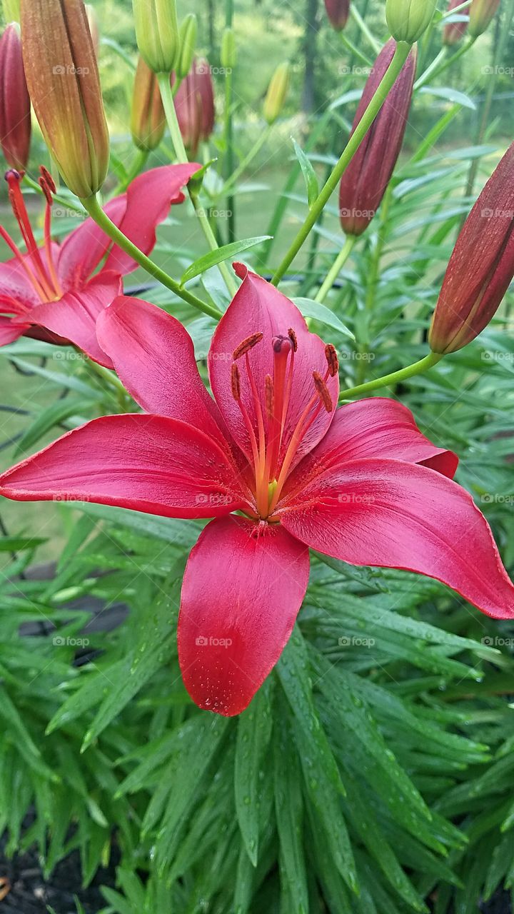 red lily blooming