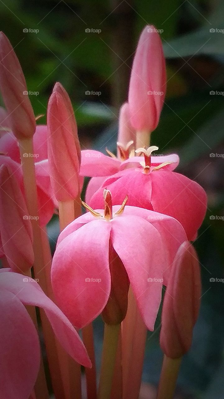 Pink and beautiful