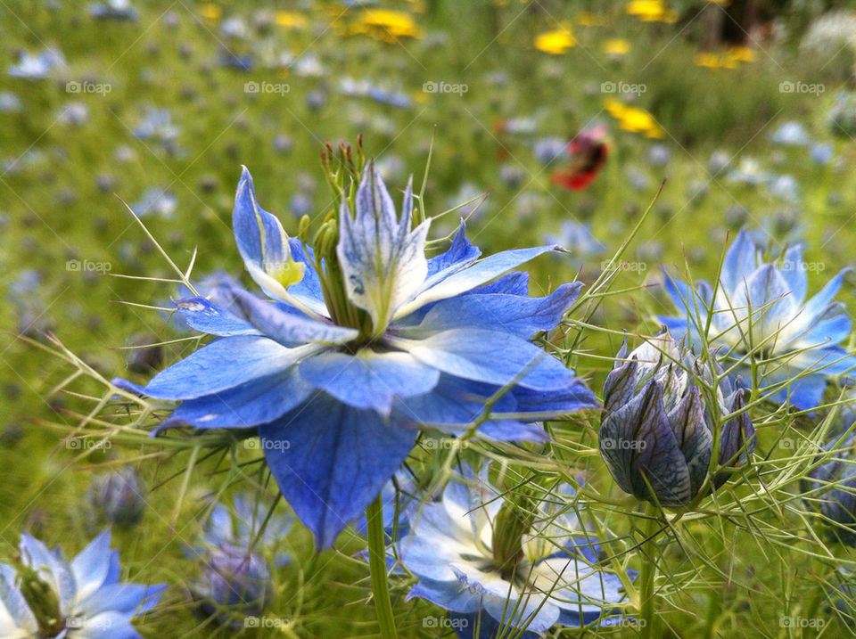 garden nature flower blue by surjake1