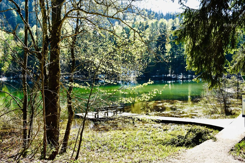 Nature wood lake 