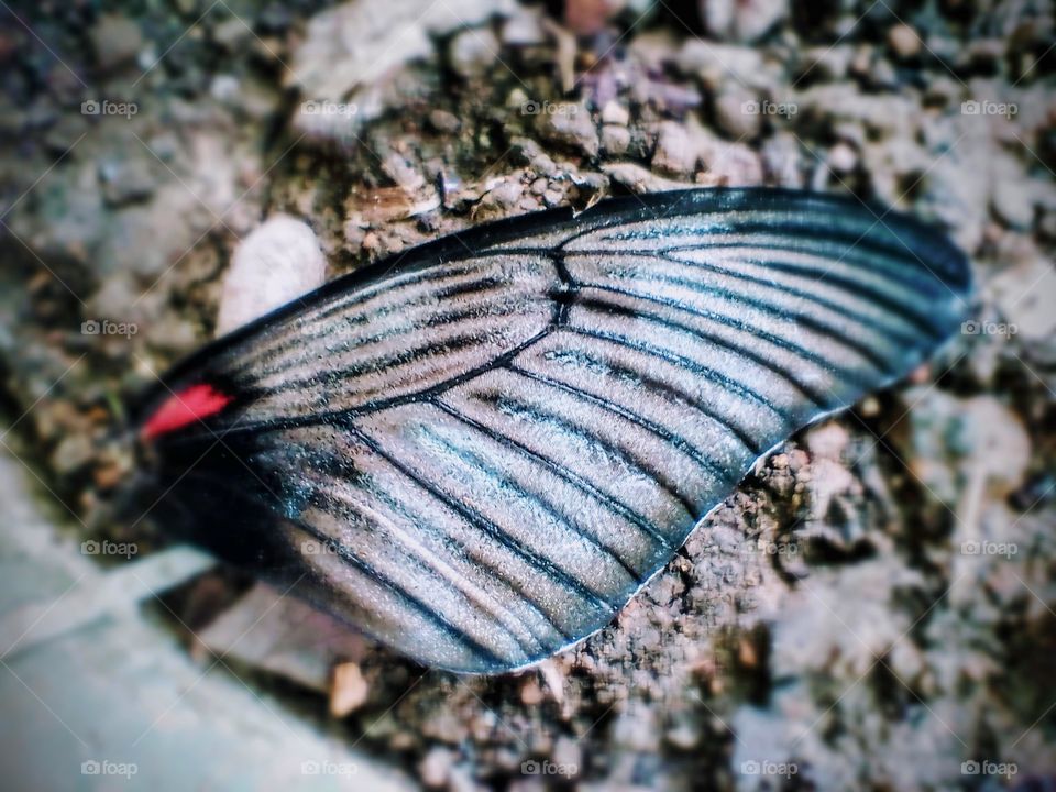 Broken wing on the ground