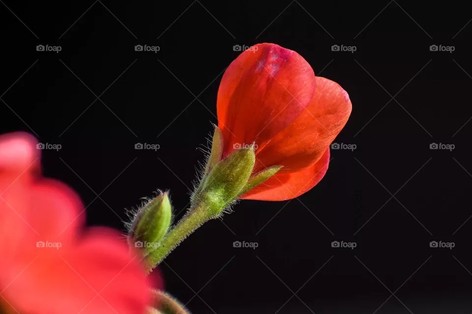 “Where flowers bloom, so does hope.” – Lady Bird Johnson
