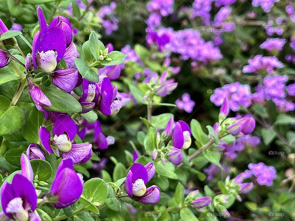Purple Sweetpea Flowers