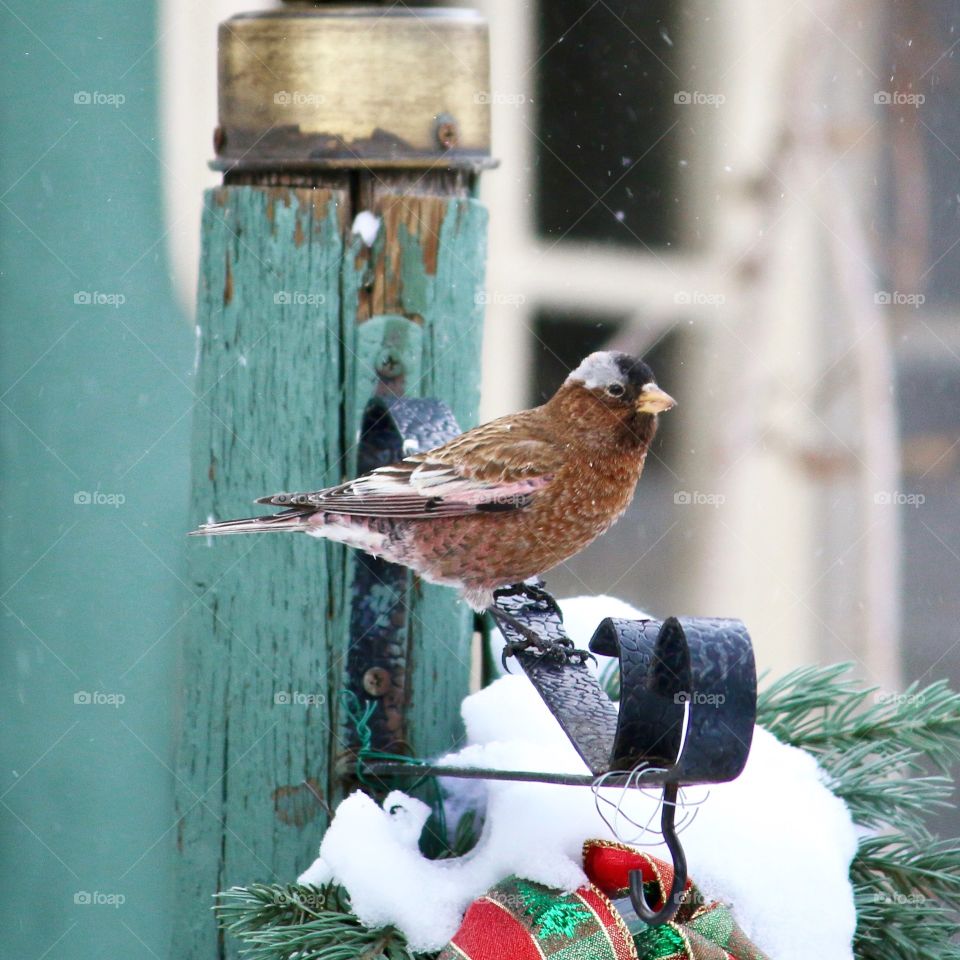 Bird, Wildlife, Animal, Winter, Eater