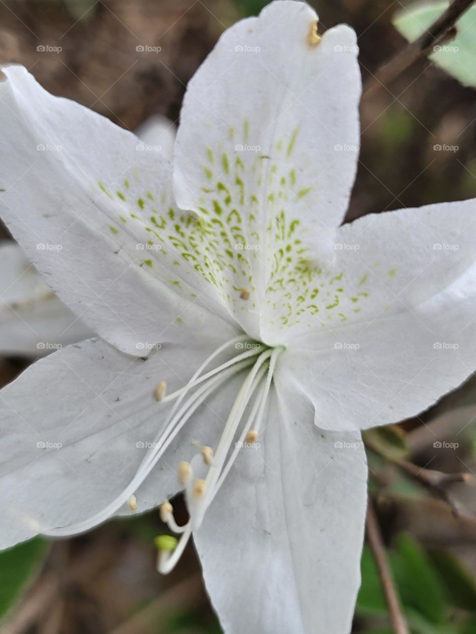 beautiful flower