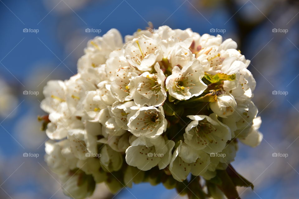 Close-up of cherry blossom tree