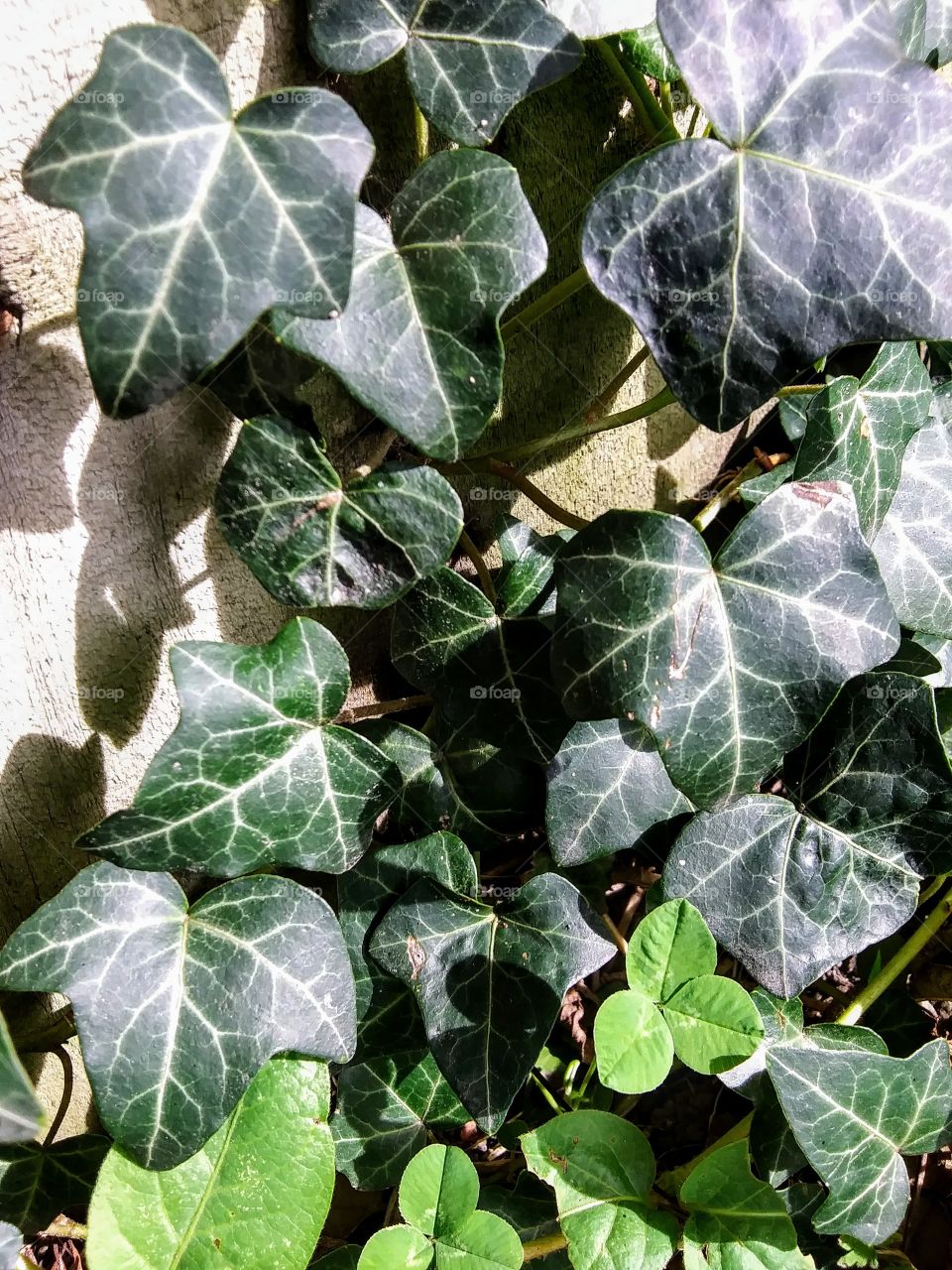 ivy leaves