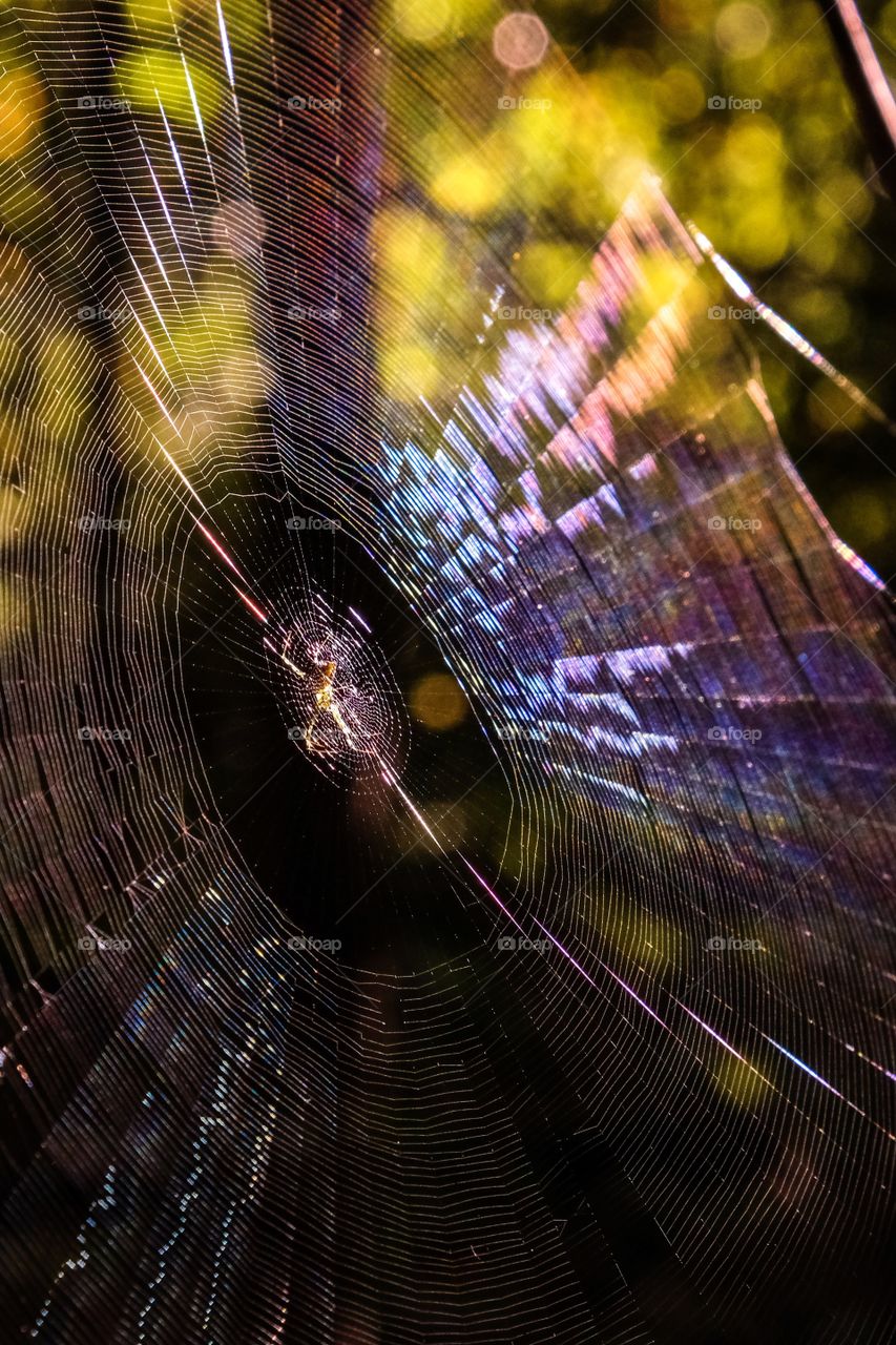 Early morning sunshine catching a spiderweb, revealing an array of colors....and a spider. Yates Mill County Park in Raleigh North Carolina. 