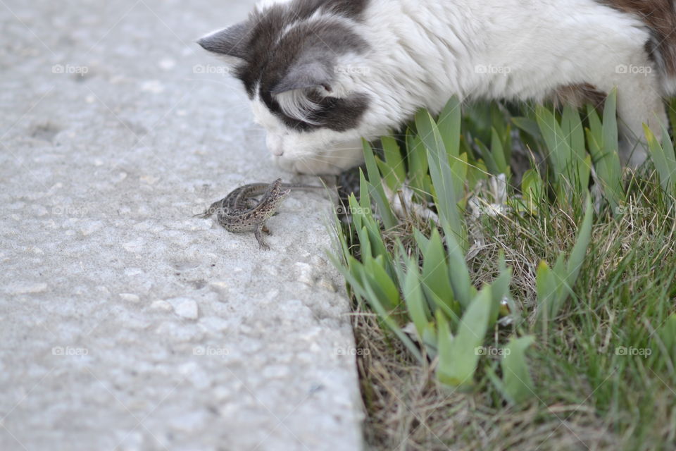 the cat and the lizard