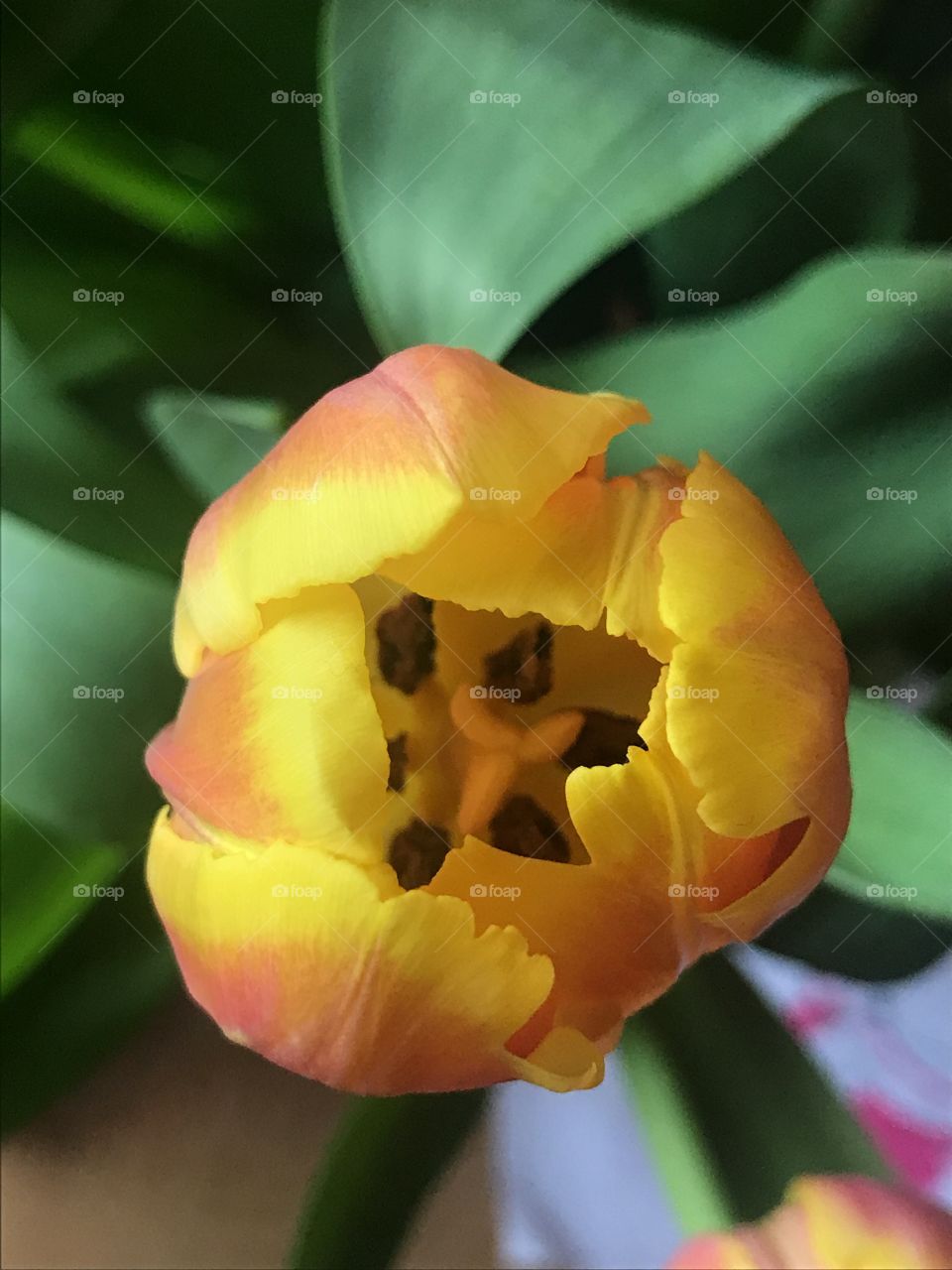 Tulip