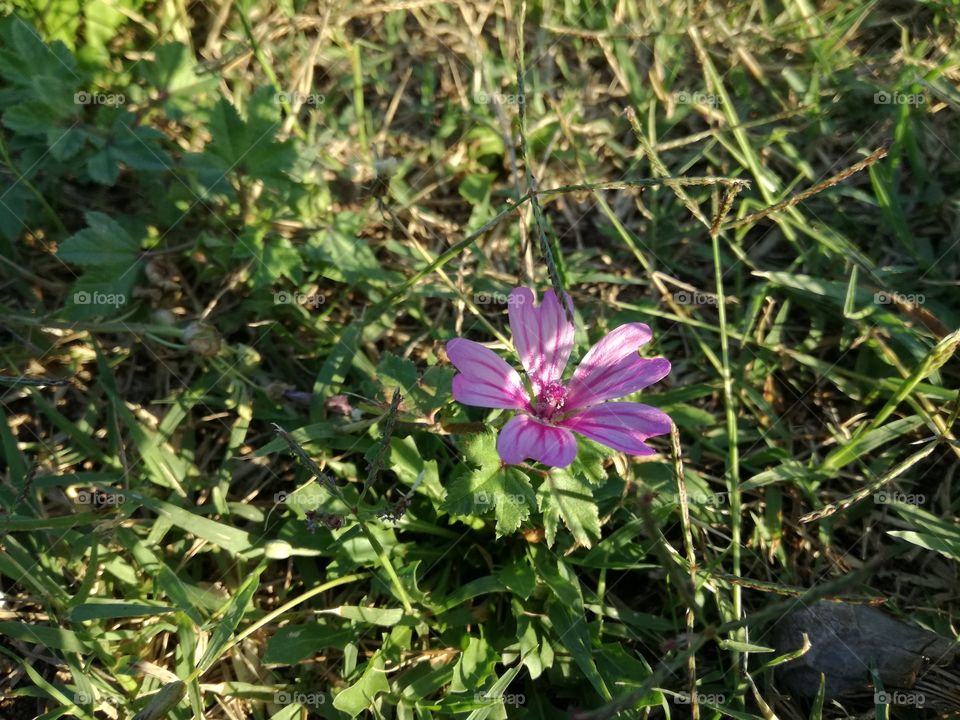 flower
