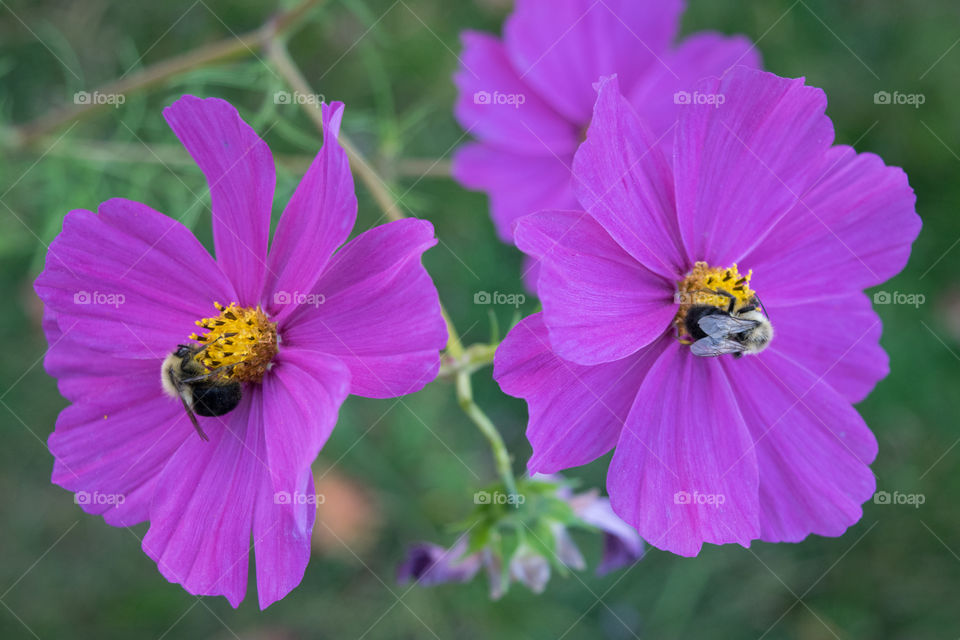 Bumblebees on cosmos 1