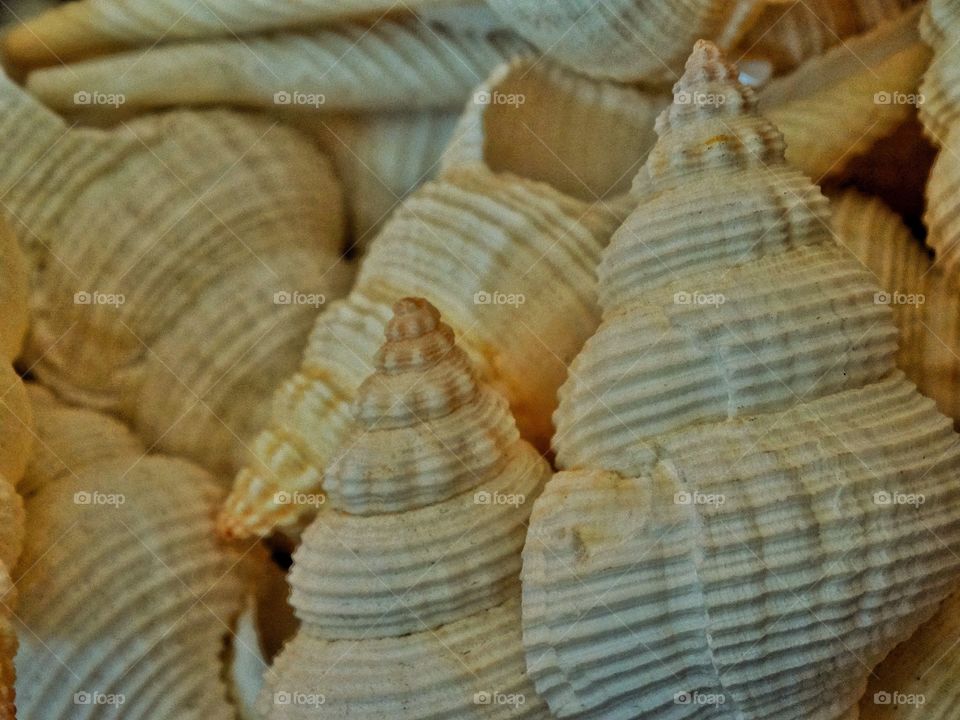 Sea Shells