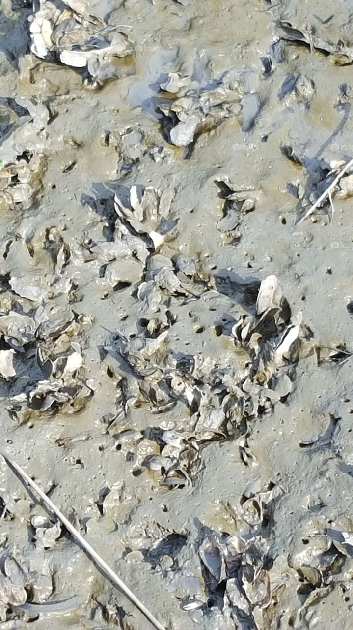 mussels in sand