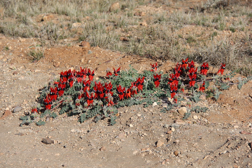 Sturt Desert Pea, Australia