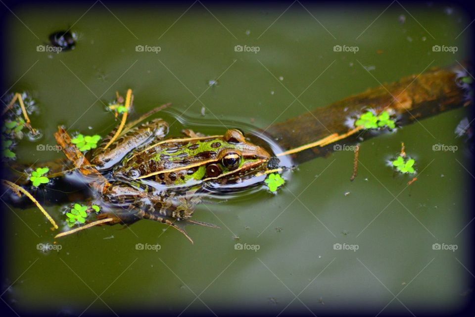 A little frog relaxing on the branch in the water. 