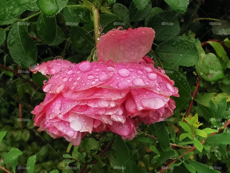 Alte Duftrose im Regen