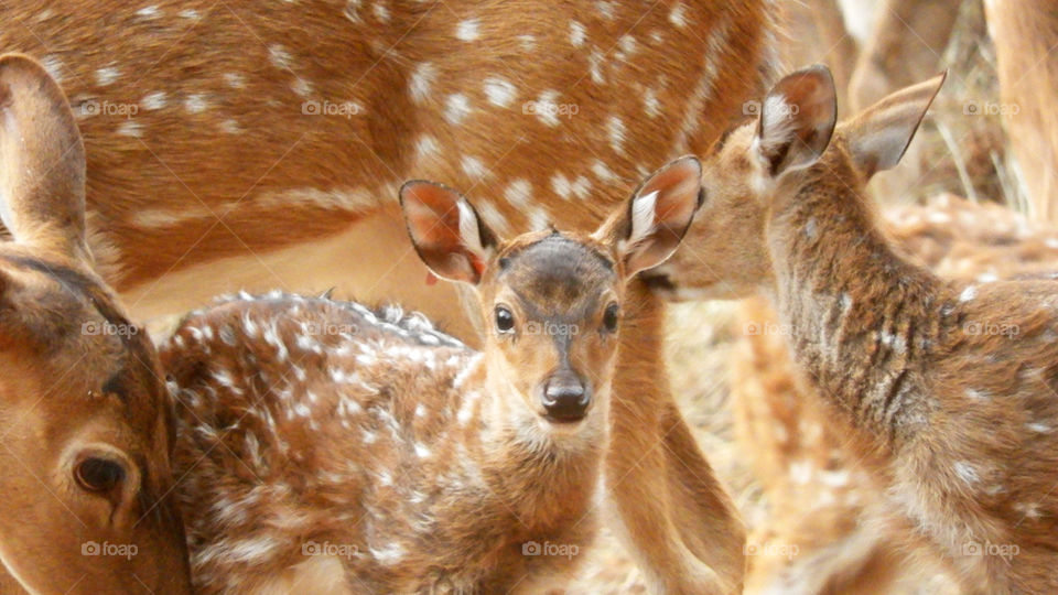 Baby spotted deer with its family