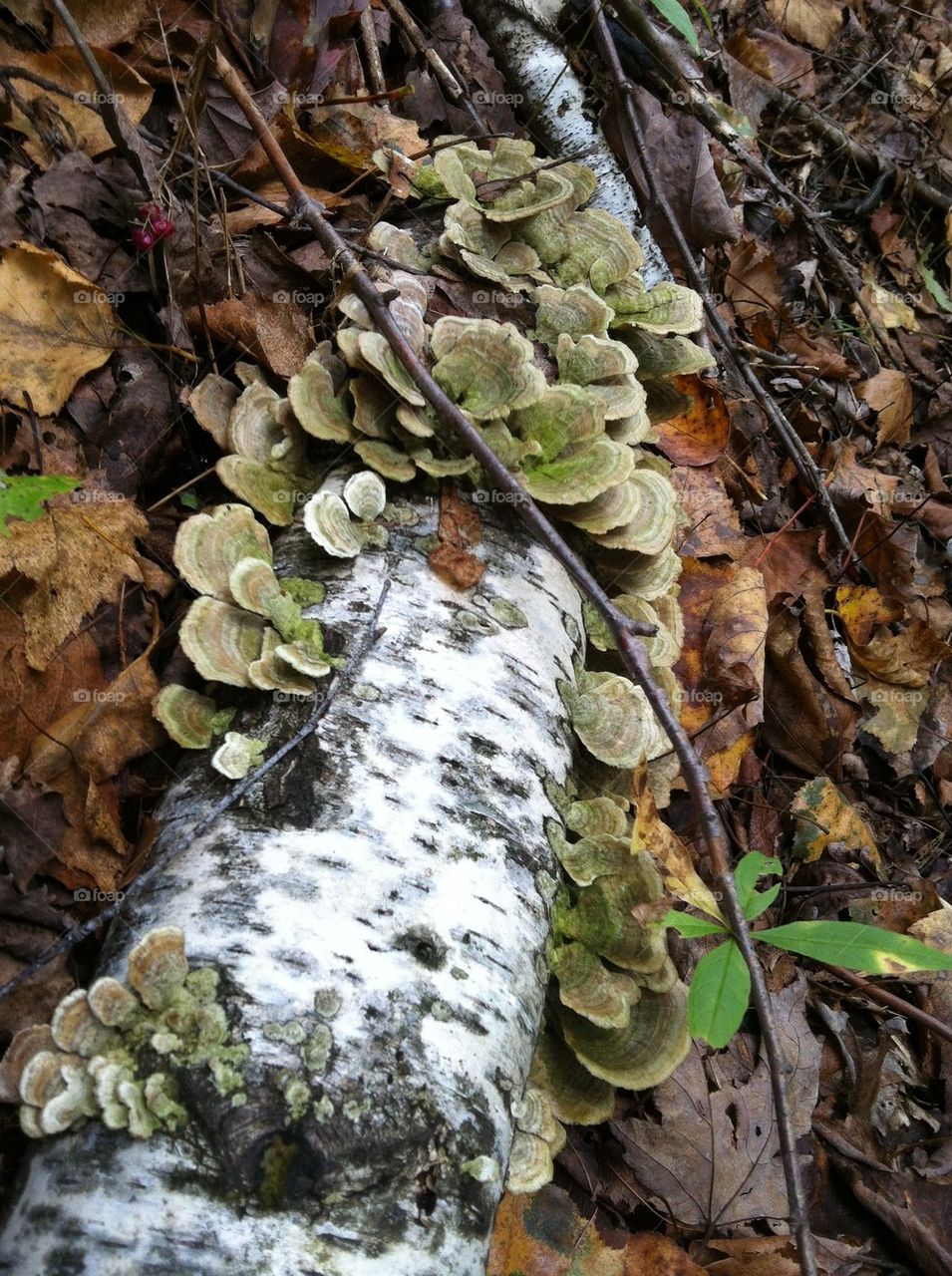 Fungi growing on log