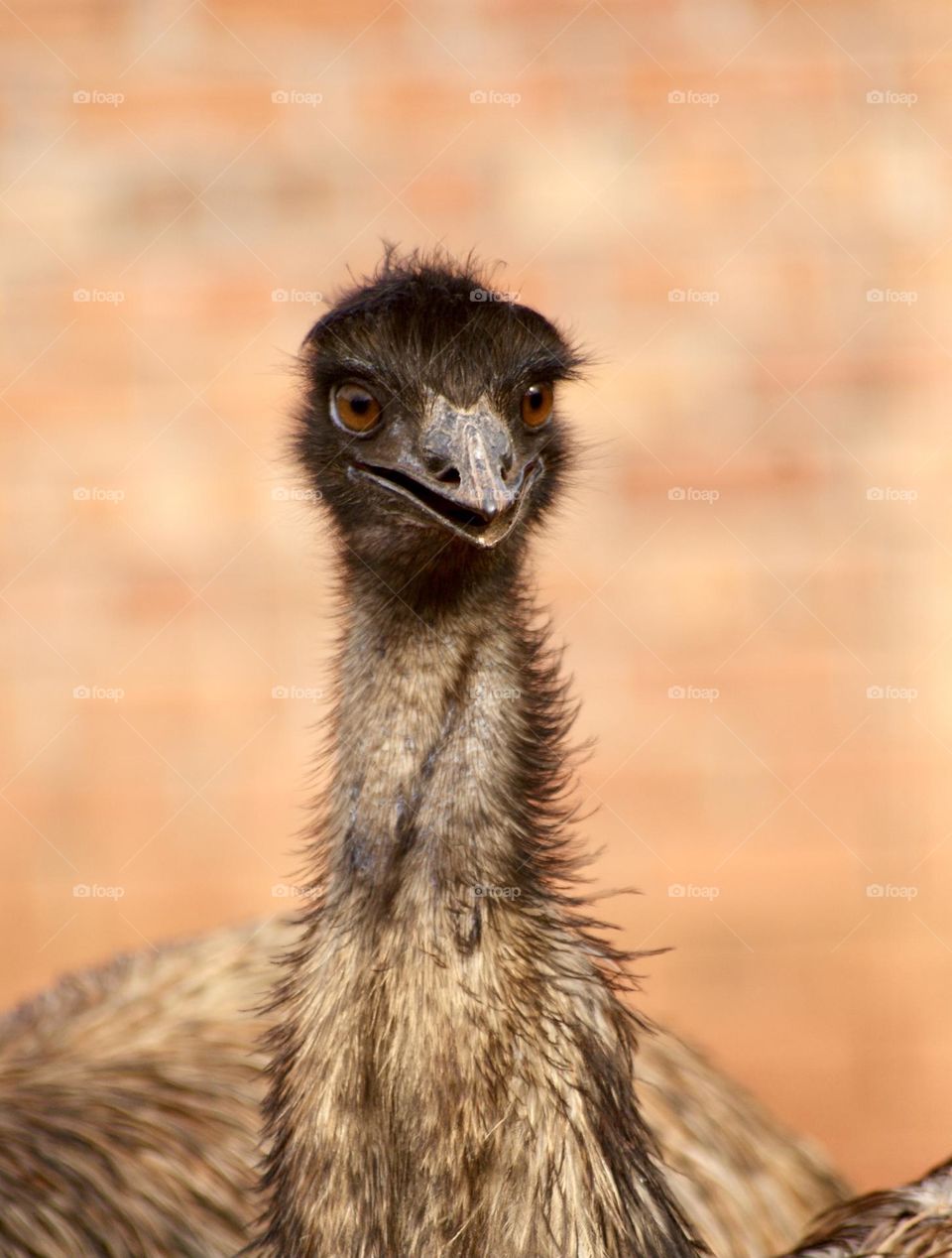 A close up shot of an ugly emu 