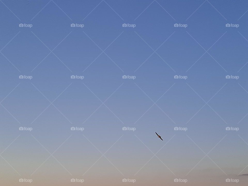 Swallows in a three-coloured sky