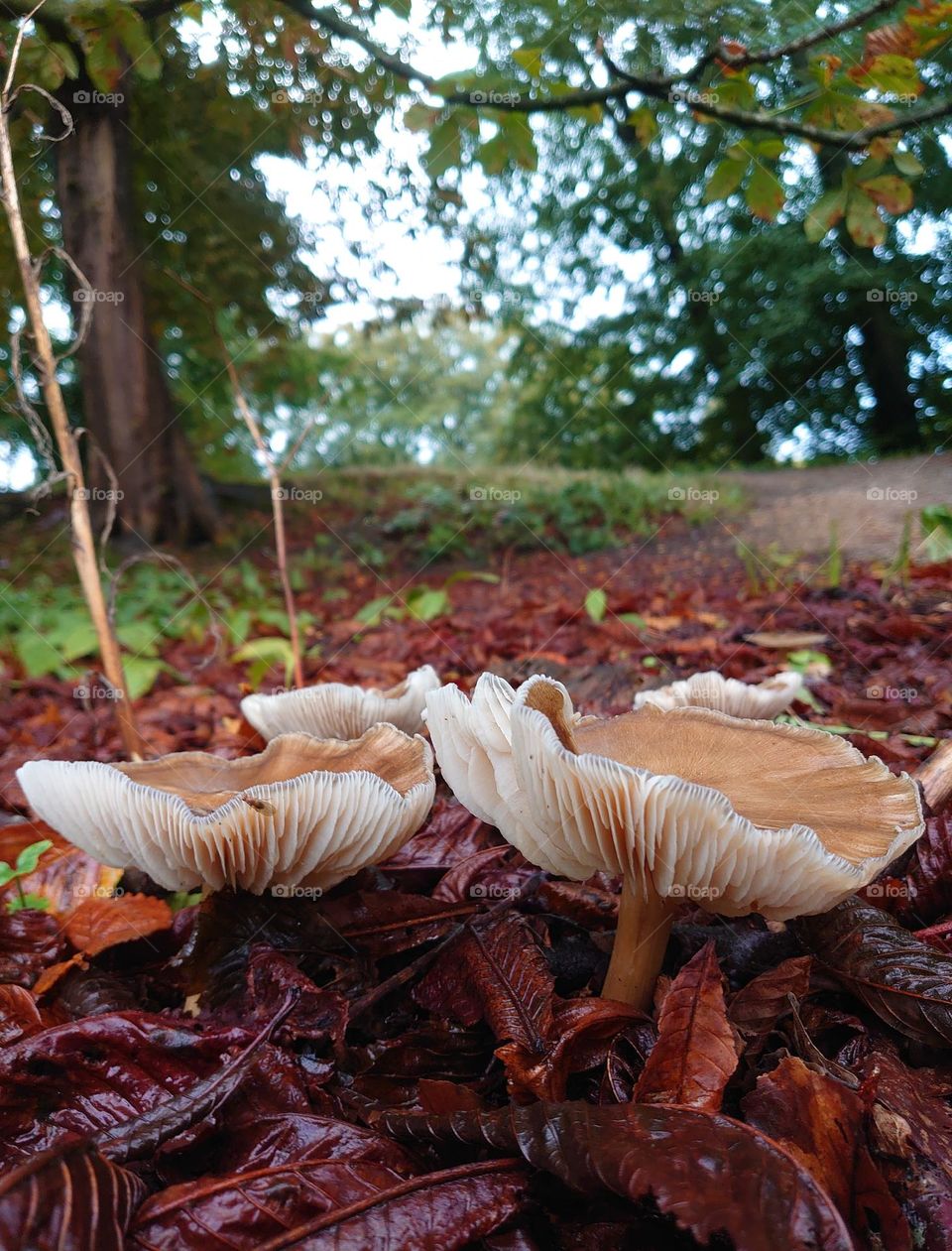 Mushroom in the Forrest