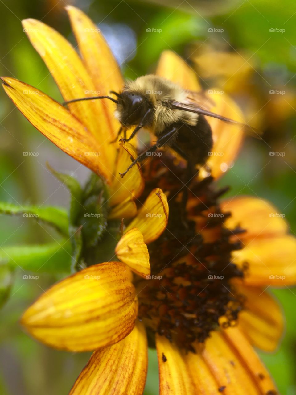 Macro shot of honey bee on flower