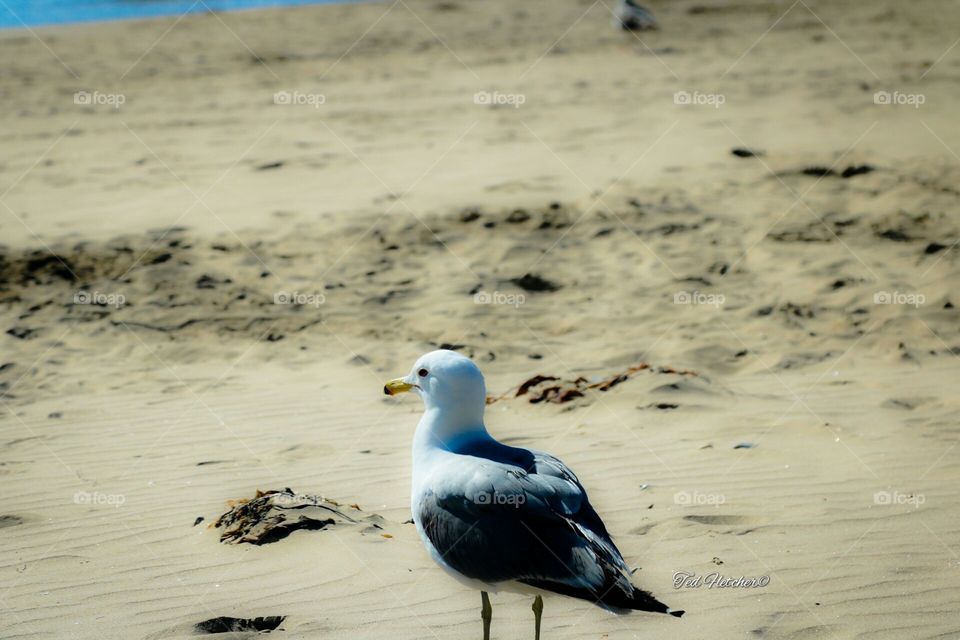 Seagull
