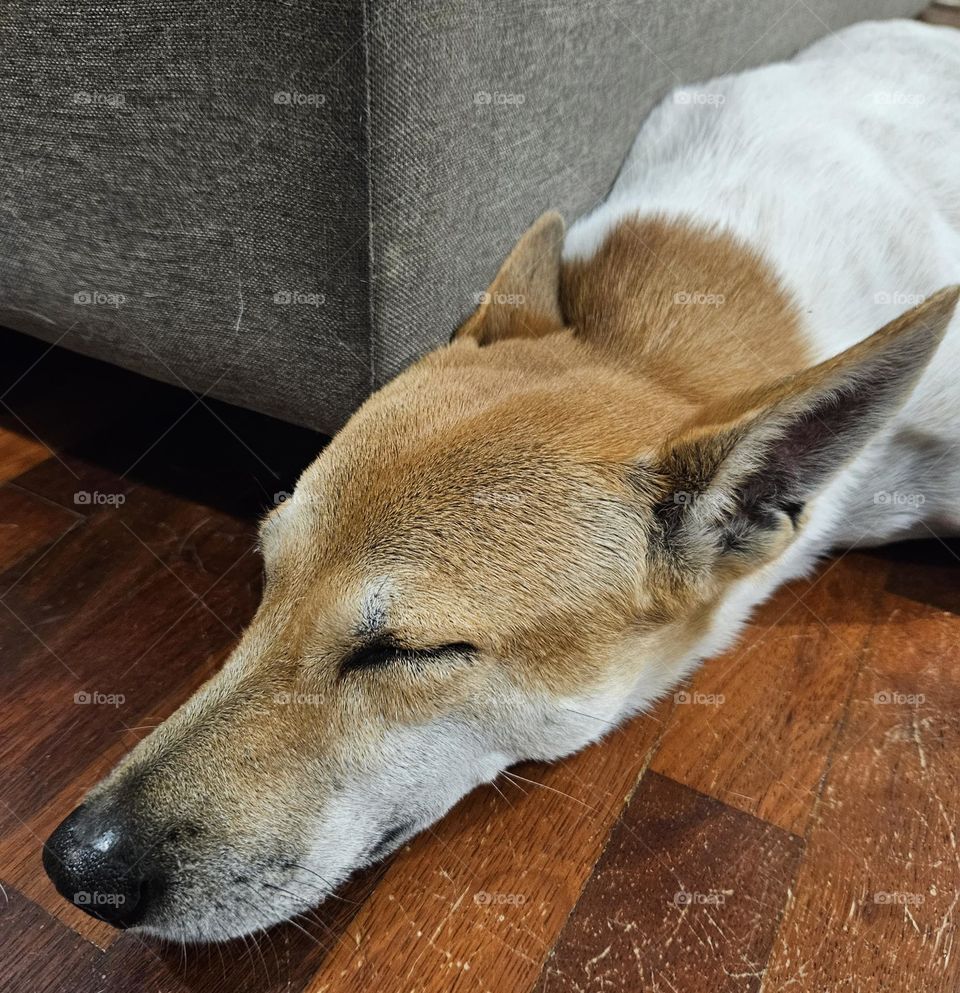 Sleeping doggo
