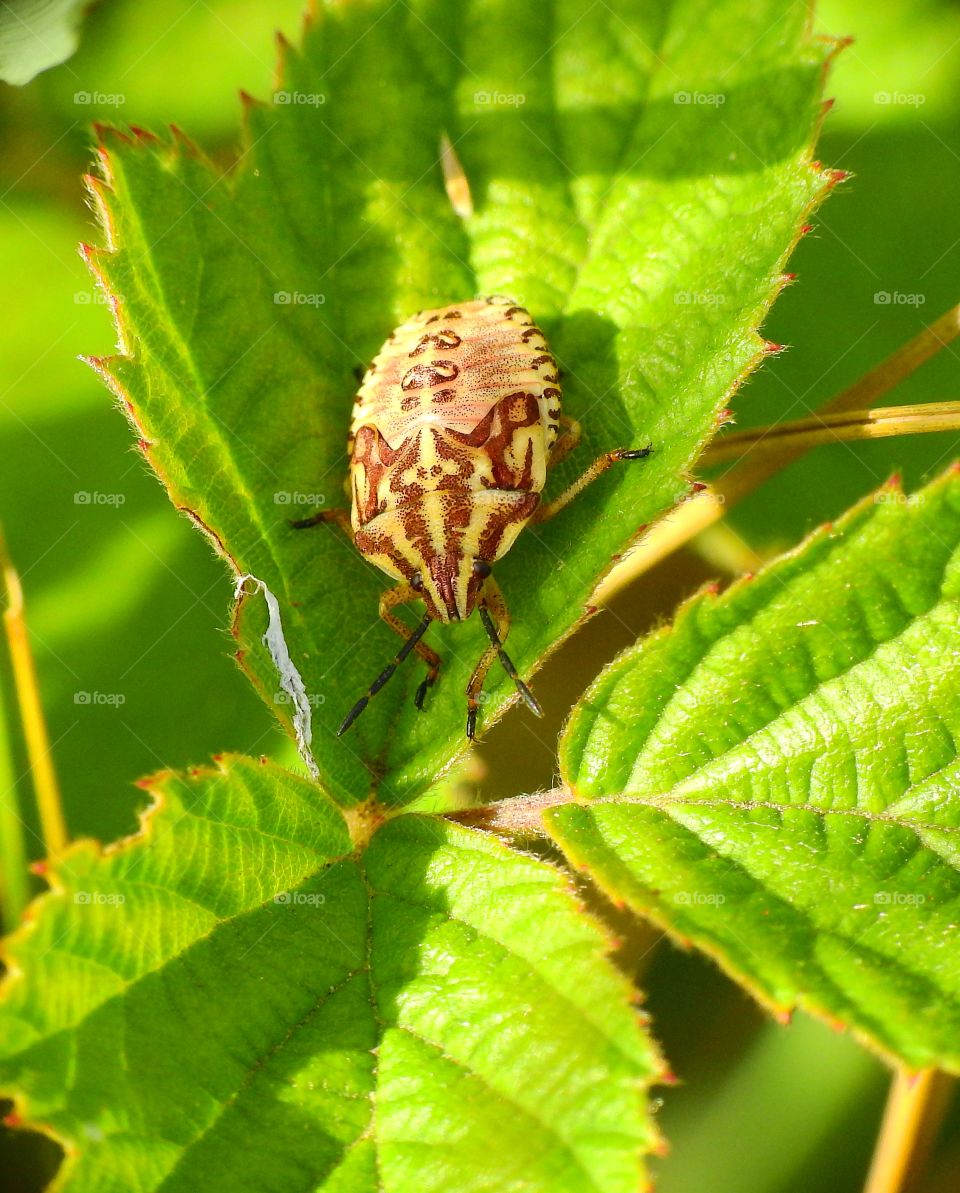 Insect on blackberry leaves