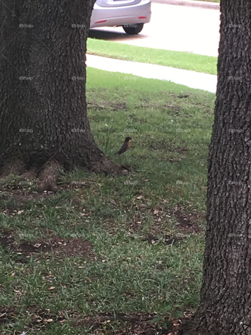 Standing Guard 