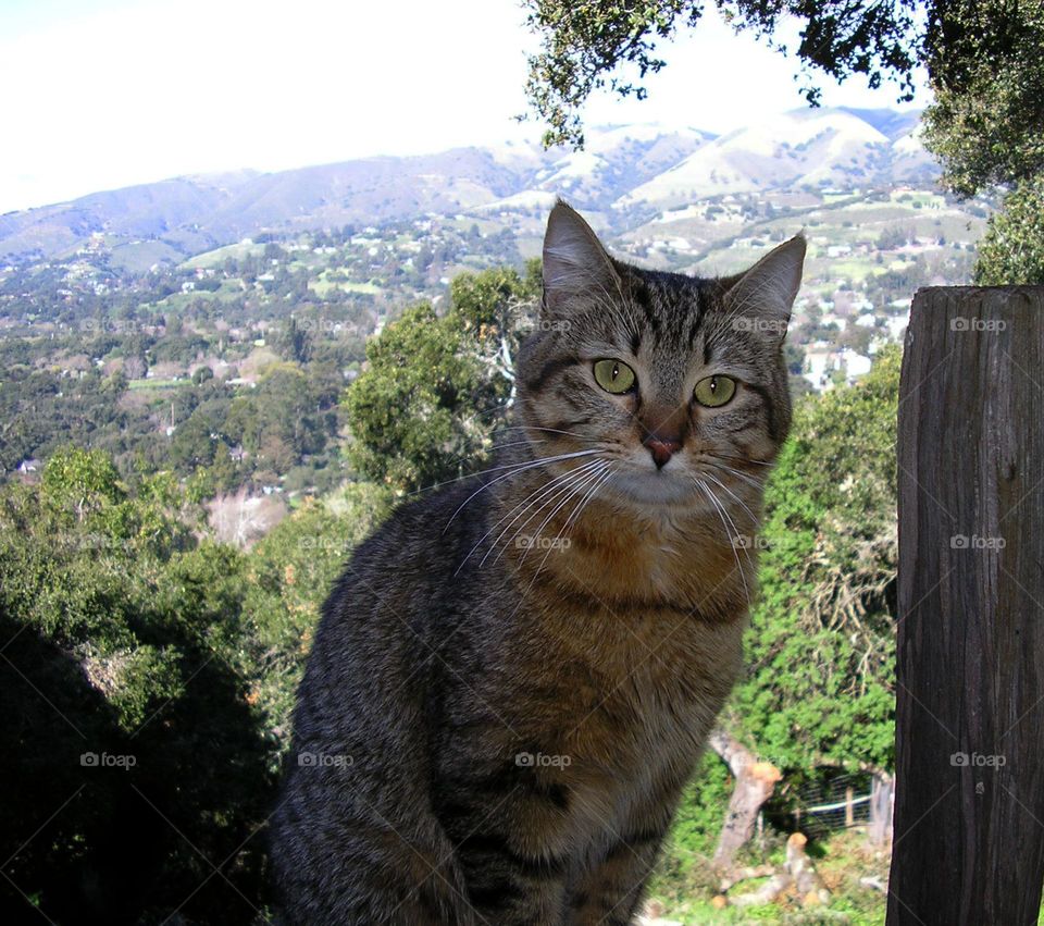 tabby cat sitting by wood post with valley view behind it in California