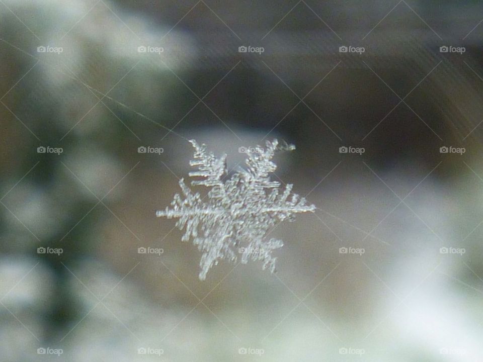 Snowflake on a spiders web