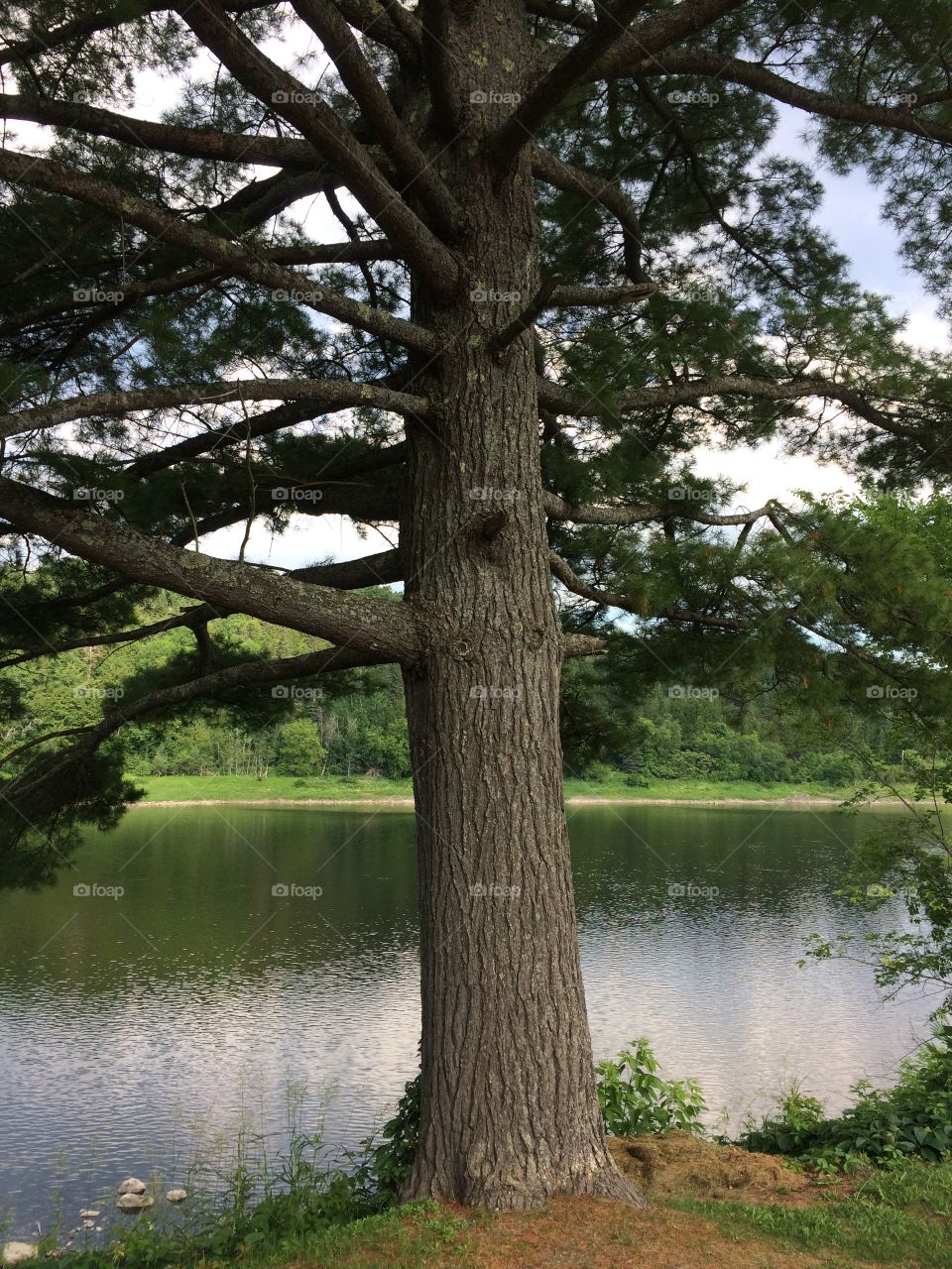 Tree on the St John River