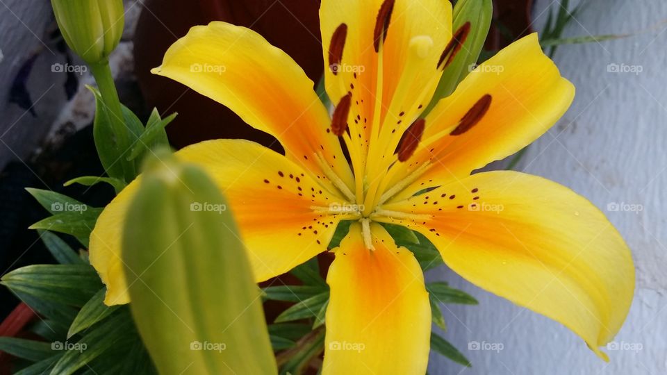 Yellow Lilly