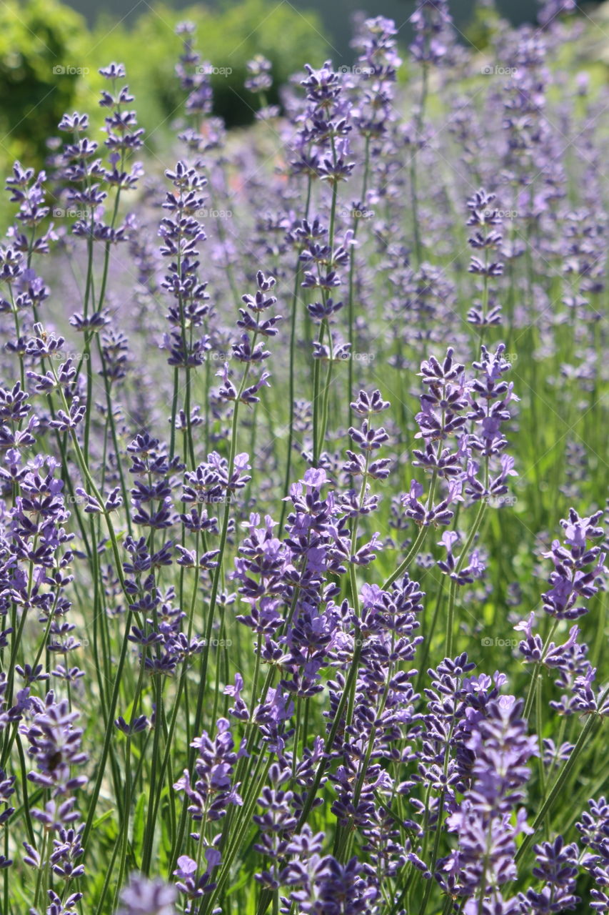 Lavender field