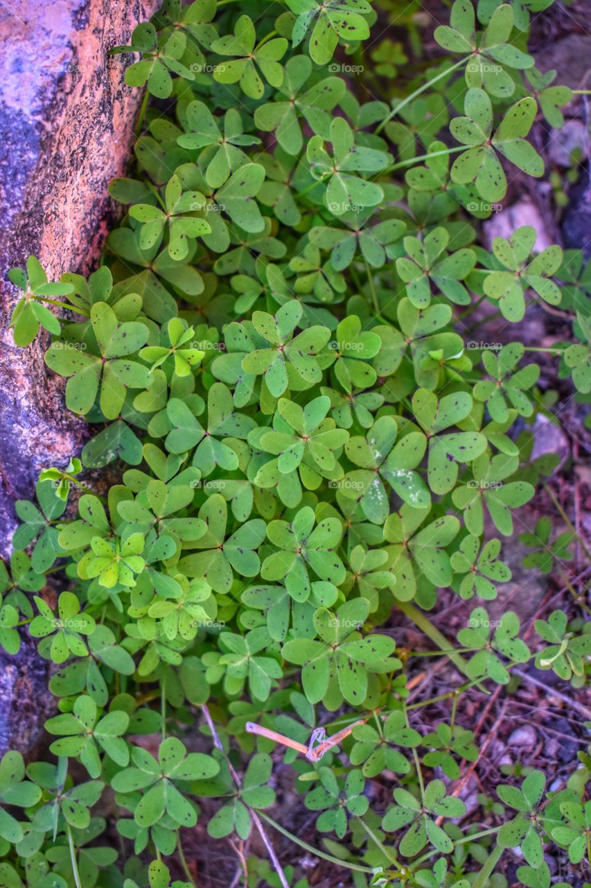 Clover