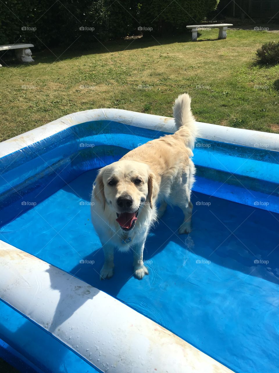 Dug Out Pool, Swimming Pool, Dog, Water, Swimming