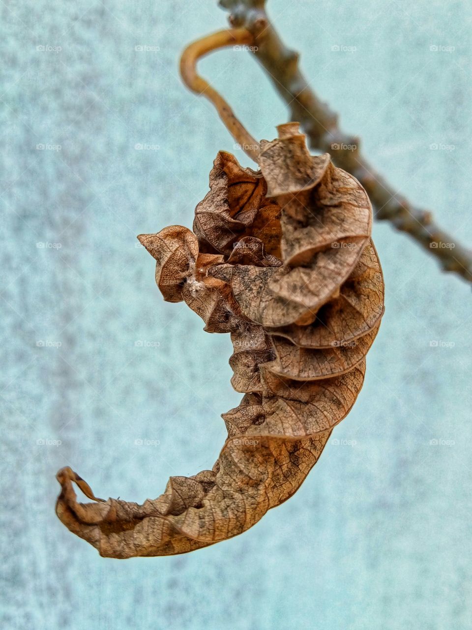 close-up of dried leaf